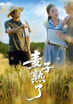 《麦子熟了》