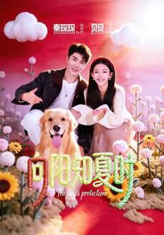 《向阳知夏时》