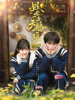 《败犬与天鹅颈》